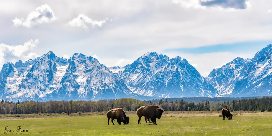 IN THE SEVEN DAYS LEADING UP TO MEMORIAL DAY LUCK WAS WITH US. WE SAW AND PHOTOGRAPHED THE WILDLIFE OF AMERICA'S TWO MOST MAGNIFICENT NATIONAL PARKS. IMAGE: ©JIM FENNESSY