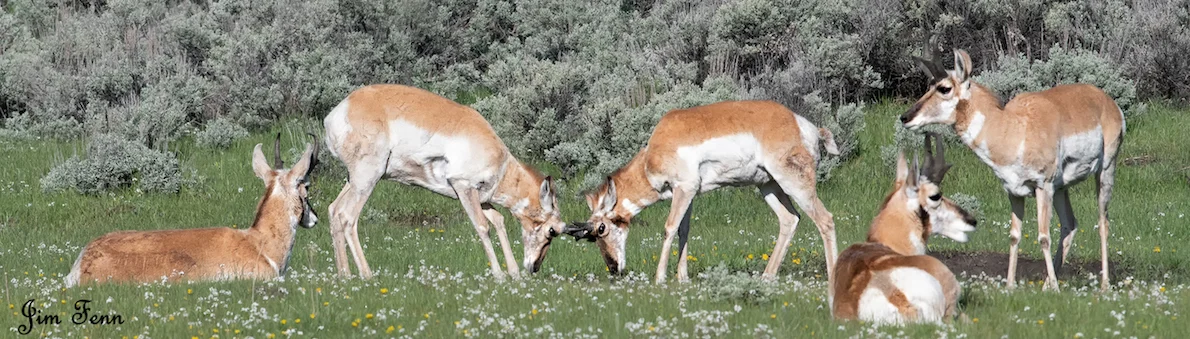 YOUNG PRONGHORNS SPARRING FOR DOMINANCE IN THE HERD. YELLOWSTONE NATIONAL PARK, WYOMING. IMAGE: JIM FENNESSY