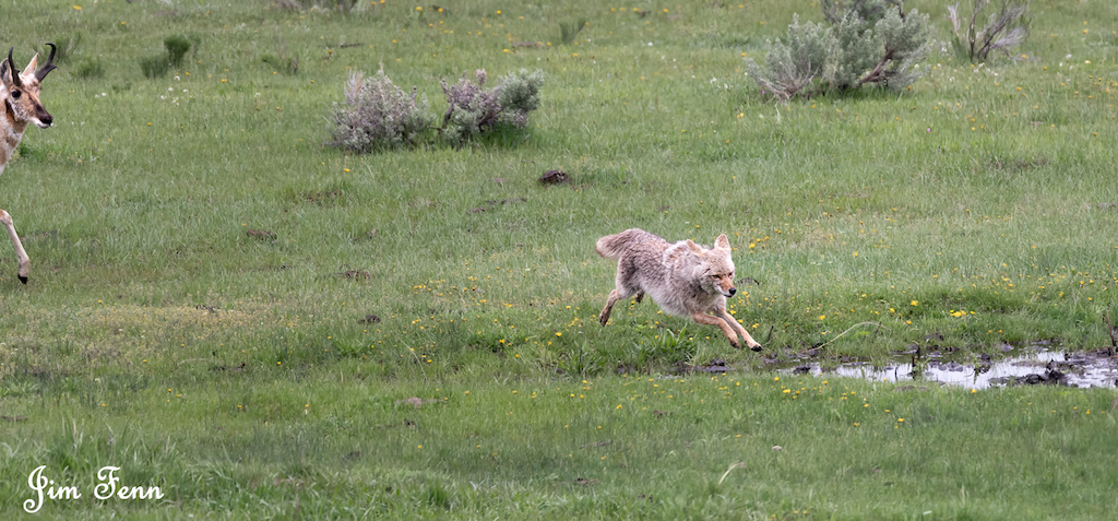 coyote jump-6892.jpg