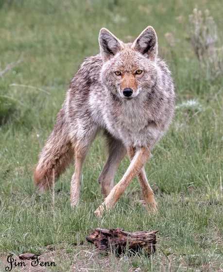 IN YELLOWSTON NATIONAL PARK, WYOMING, COYOTE SCOPING OUT PRONGHORN. ALL THE PRONGHORN LIVED TO RUN ANOTHER DAY. IMAGE: ©JIM FENNESSY