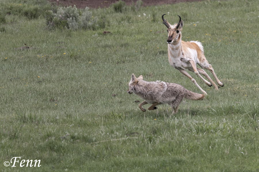 9D. coyote v pronghorn crop web-6919.jpg