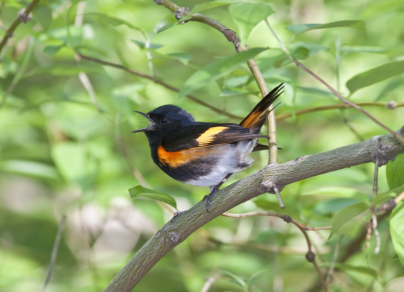 Migrants in Central Park, The Warblers are Coming! 