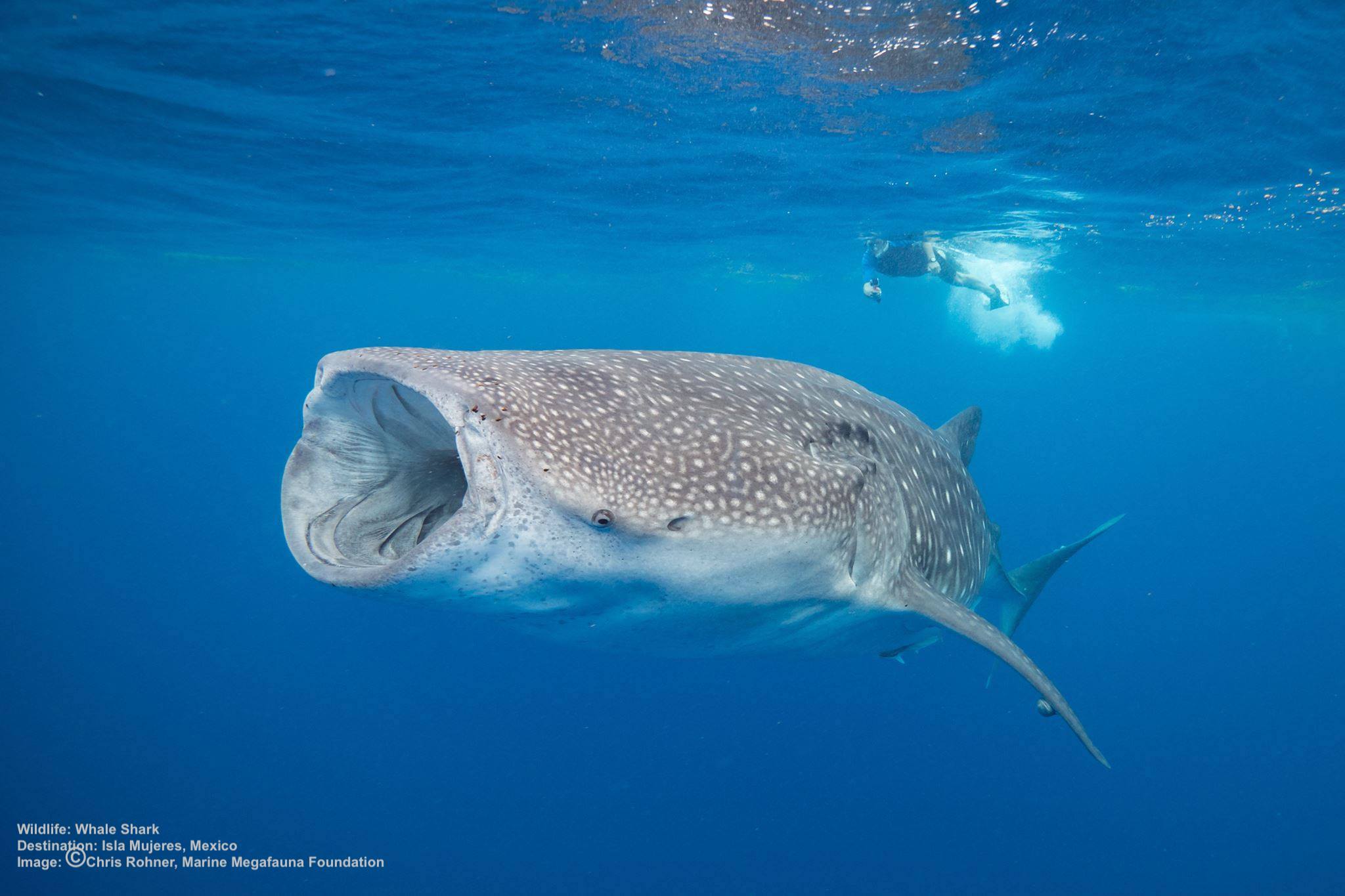 swimming with whale sharks