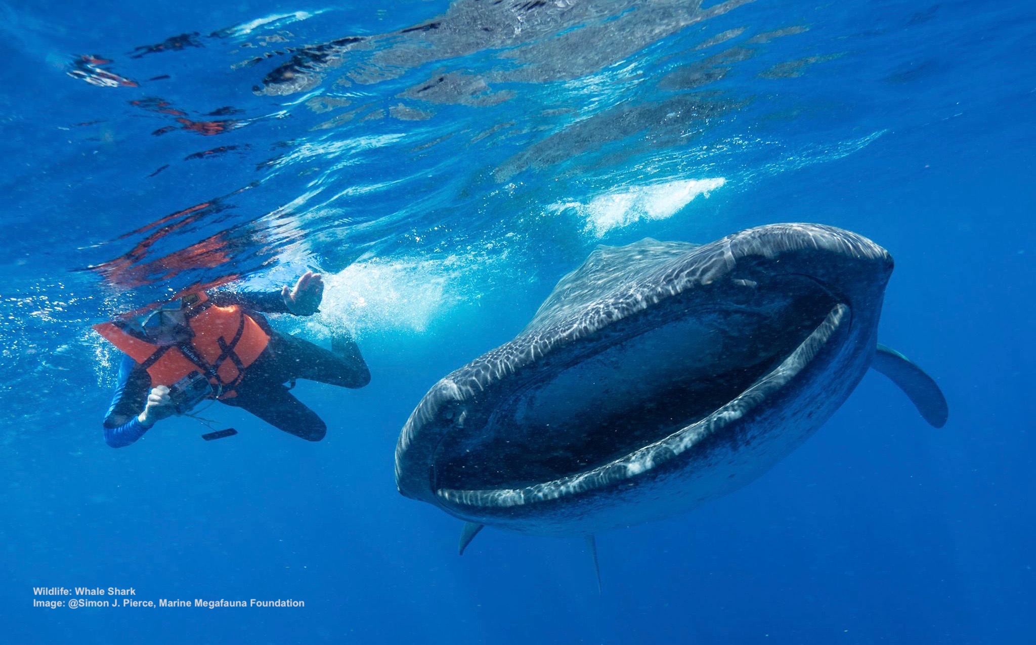 swimming with whale sharks