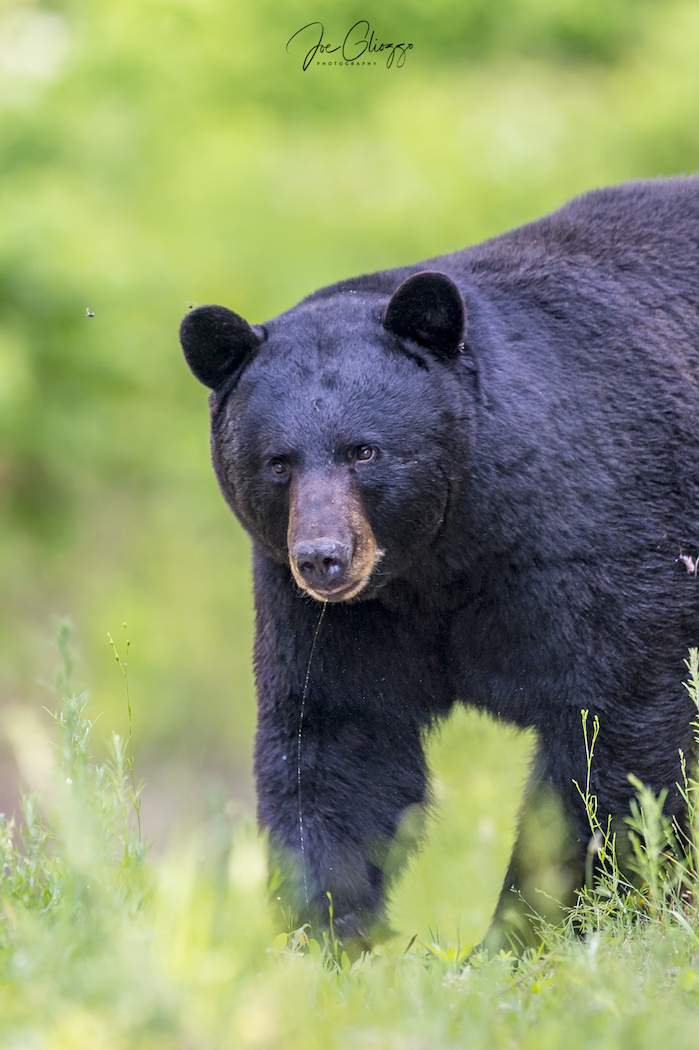 Bump Your Exposure! What to do When the Bird is a Bear. 