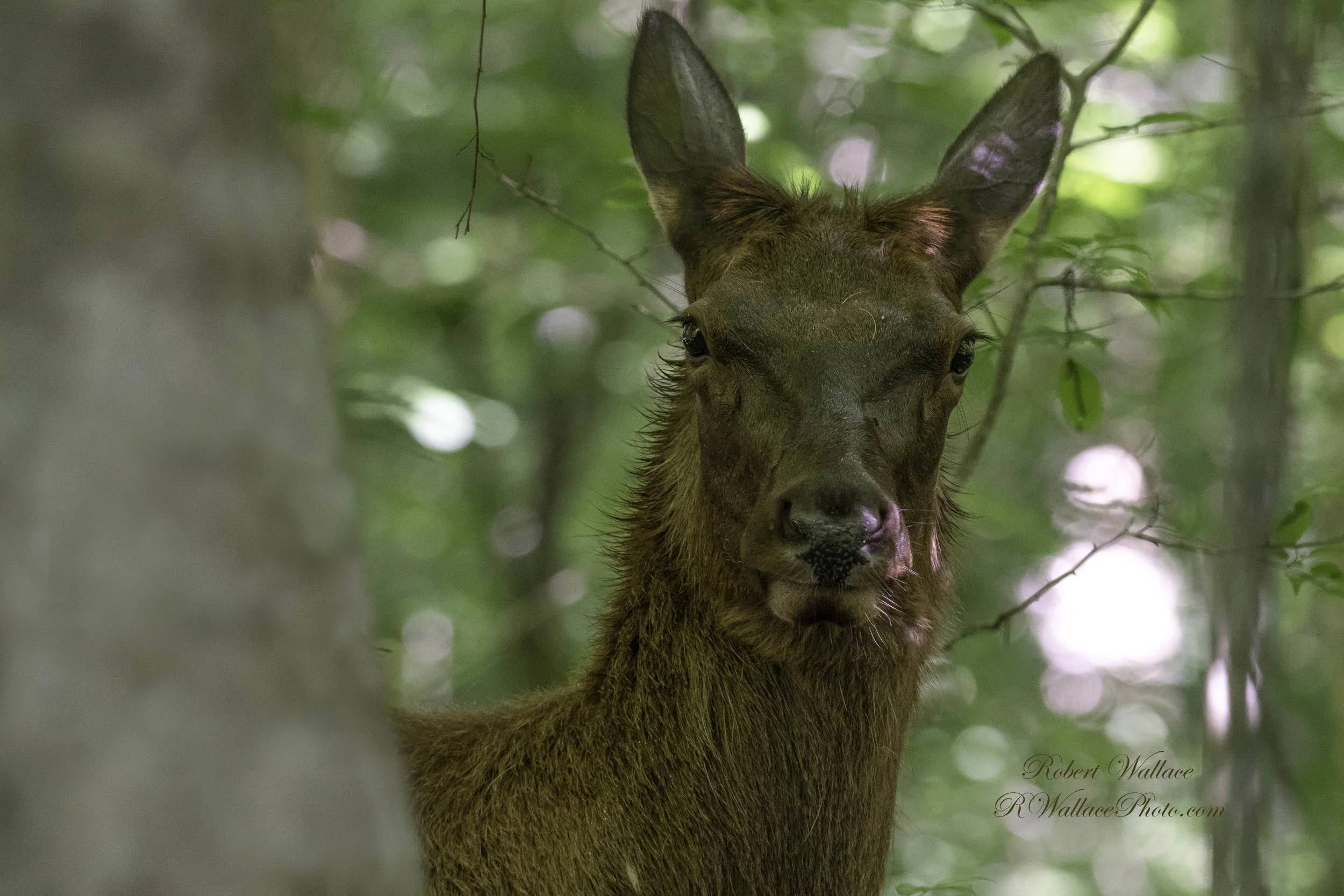 WHEN ELK ARE STARTLED OR WEARY, THEY STIFFEN, OPEN THEIR EYES WIDE, AND ROTATE THEIR EARS. I DECIDED TO GIVE HER SPACE. IMAGE: ROBERT WALLACE.