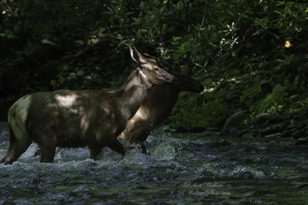 THIS PAIR OF MANTOBAN ELK WAS MOVING QUICKLY THROUGH THE WATER, I GOT MY CAMERA UP AND HOPED FOR THE BEST. IMAGE: ©ROBERT WALLACE IN GREAT SMOKIES NATIONAL PARK