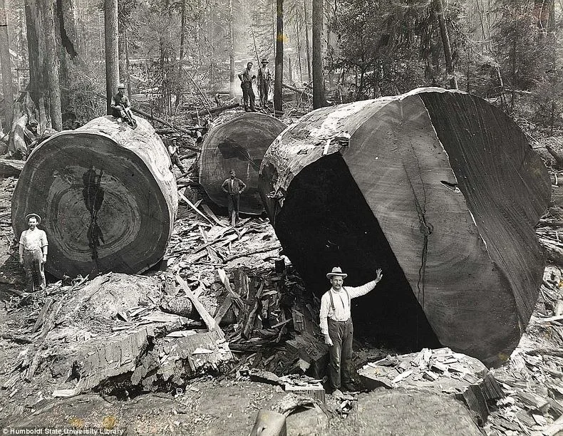 TAKING DOWN CENTURIES OLD REDWOOD TREES IN CALIFORNIA DESTROYED ENTIRE ECOSYSTEMS EFFECTING BOTH LAND AND OCEAN. THE SALMON INDUSTRY WAS PERMANENTLY DAMAGED AS SALMON NEED THE STREAMS IN THE OLD GROWTH FORESTS TO SPAWN. IMAGE: HUMBOLDT UNIVERSITY LIBRARY