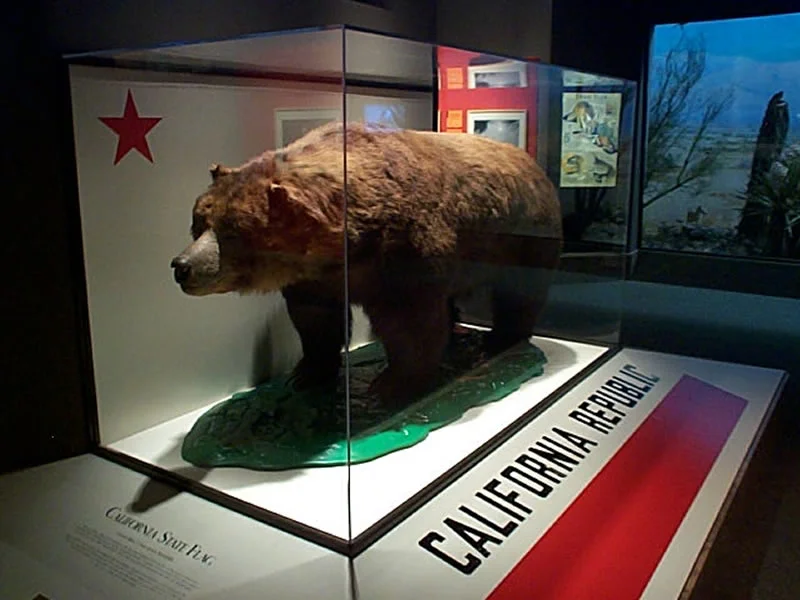 EXTINCT SINCE 1922. "MONARCH" THE LAST CALIFORNIA GOLDEN BEAR ( URSUS ARCTOS CALIFORNICUS) , THE EMBLEM OF THE STATE FLAG , CAN NOW ONLY BE SEEN IN A GLASS BOX AT THE CALIFORNIA ACADEMY OF SCIENCES. IMAGE: "PAYTON FROM CHICAGO"