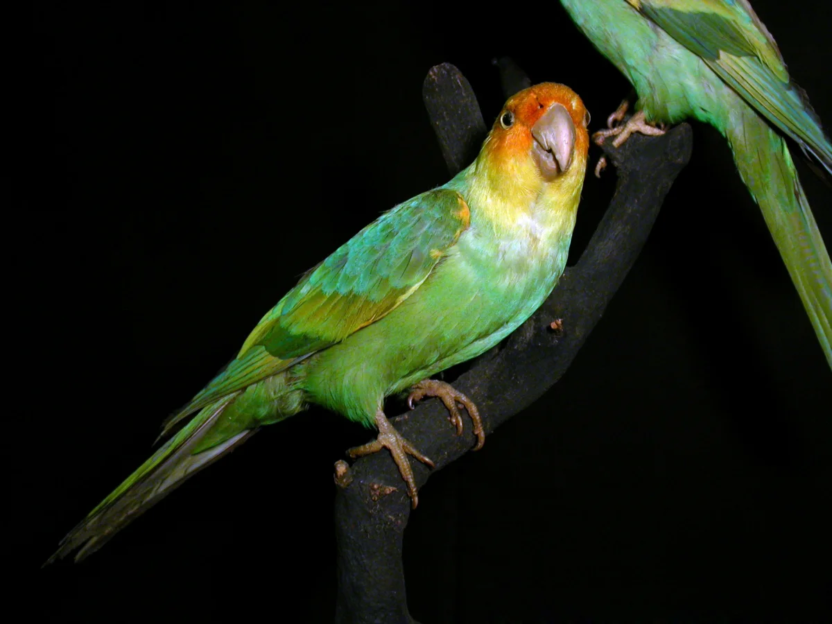 BEAUTIFUL AND GONE. THE CAROLINA PARROT ONCE FOUND FROM SOUTHERN NEW YORK TO THE GULF OF MEXICO AND WEST TO COLORADO. EXTINCT IN THE WILD BY 1910, IN 1918 THE LAST CAPTIVE BIRD DIED. THIS IS A STUFFED SPECIMEN IN MUSEUM WEISBADEN, GERMANY IMAGE: FRANZ GELLER-GRIMM