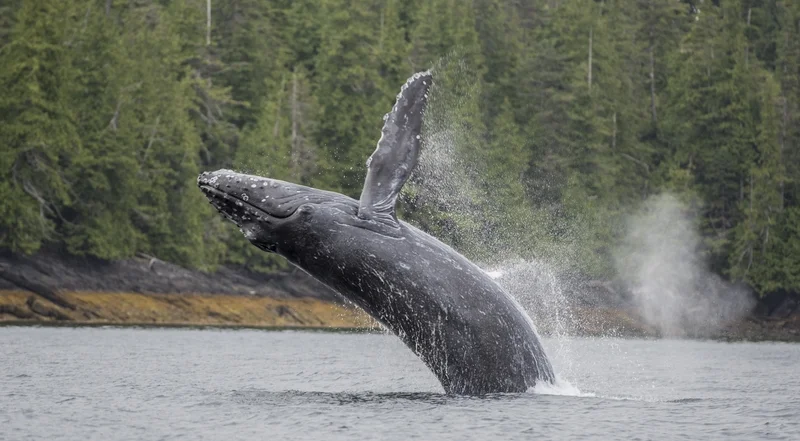 WHILE WE ARE WAITING UNTIL TOMORROW, HUMPBACK WHALES ARE JUMPING FOR JOY TODAY. LET'S JOIN THEM. THIS ONE IS OFF PRINCE OF WALES ISLAND, ALASKA. IMAGE: ©AMBER NICHOLS I DREAMSTIME.COM