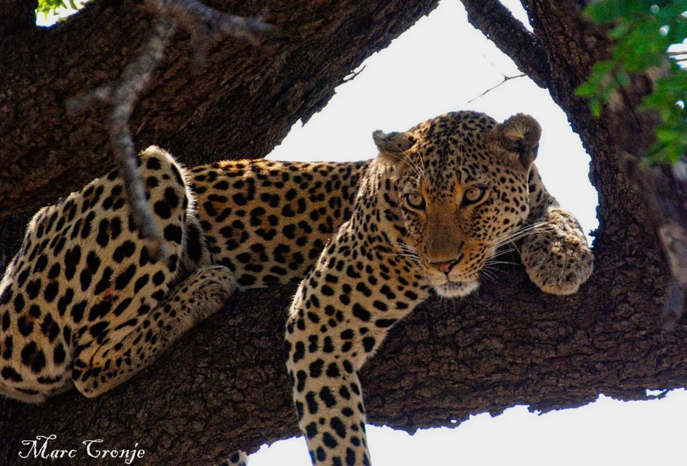 RHE BEST WAY TO PROTECT WILDLIFE IS TO MAKE IT ECONOMICALLY VALUABLE TO THE PEOPLE IN THE COMMUNITY. WILDLIFE TOURISM PAYS. LEOPARD IN KRUGER NATIONAL PARK, SOUTH AFRICA. IMAGE: MARK CRONJE.
