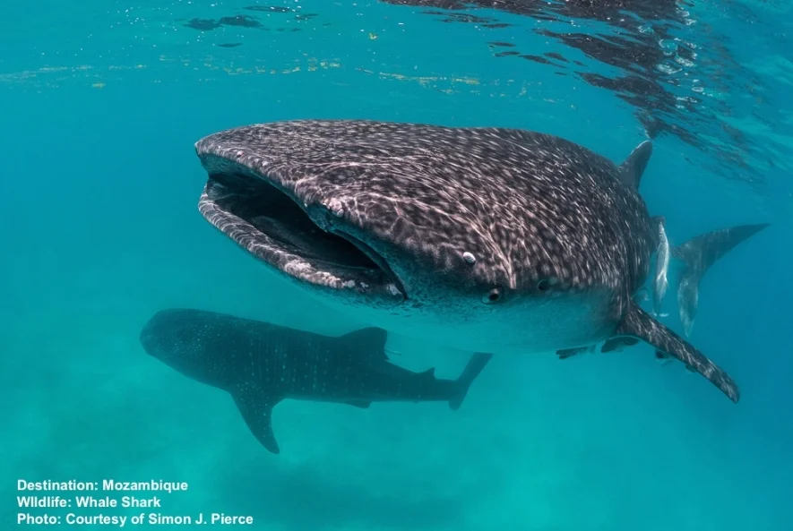 WHALE SHARK TOURISM IS CHANGING FISHING ECONOMIES INTO RESPONSIBLE TOURISM MECCAS. IN MOZAMBIQUE IT PROVIDES A BRIGHT LIGHT WHERE IT IS NEEDED MOST. IMAGE: SIMON J. PEIRCE MMF