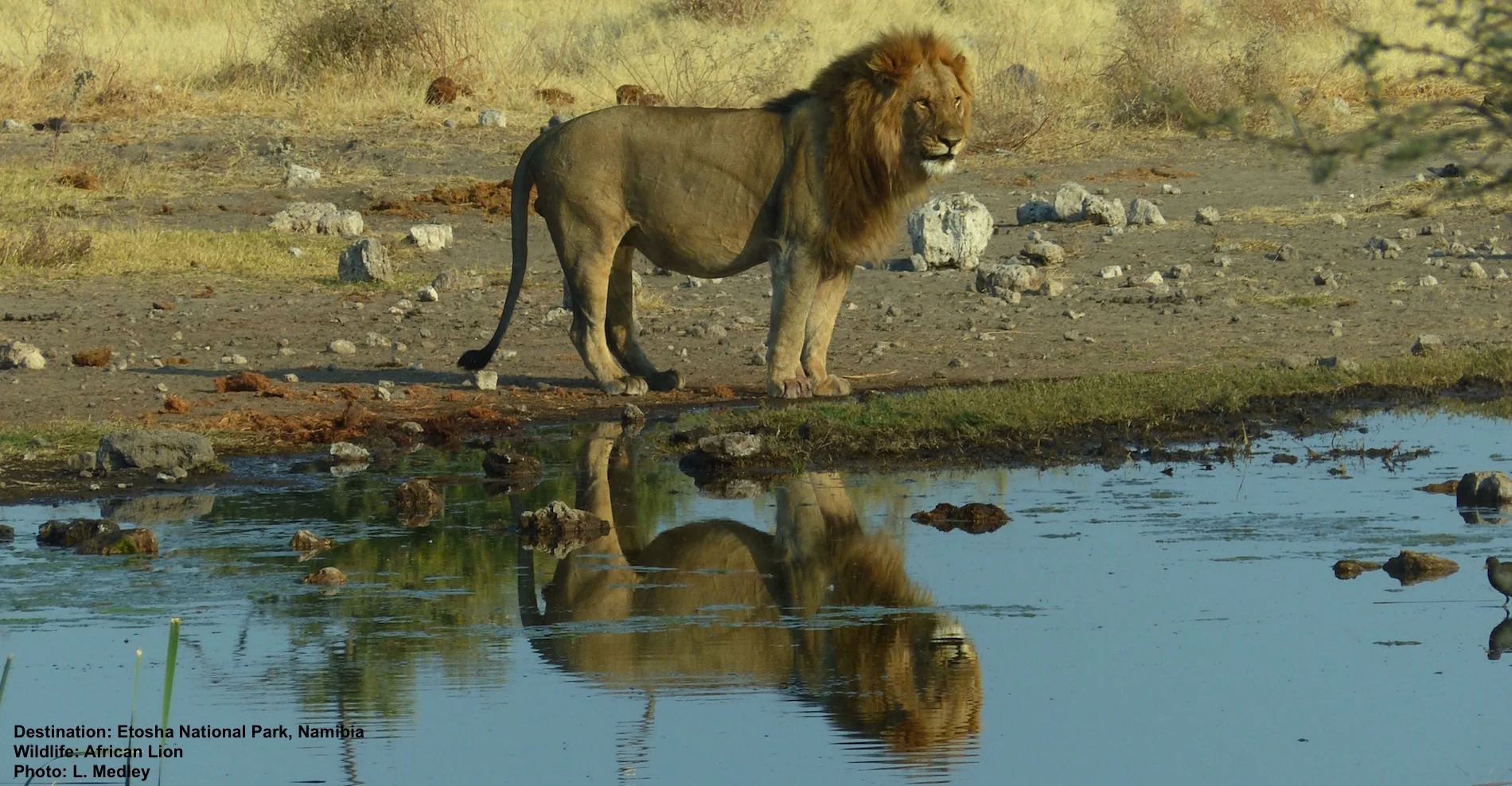 WE WATCHED THS LION FOR AN HOUR OR SO AS HE LOOKED OVER HIS PRIDE OF ABOUT 18 FEMALES AND CUBS. WITH ALL ODDS AGAINST HIM HE IS STILL THE KING. WITH HELP FROM RESPONSIBLE TOURISM HIS RANGE WILL STAY SAFE, HIS CUBS WILL GROW. ETOSHA NATIONAL PARK, NAMIBIA. IMAGE: LES MEDLEY.