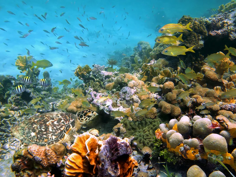 WITH A CORAL REEF AND A LUSH RAINFOREST TO PROTECT, BELIZE HAS BECOME A LEADER IN RESPONSIBLE TOURISM. IMAGE: ©SEAPHOTOART I DREAMSTIME.COM