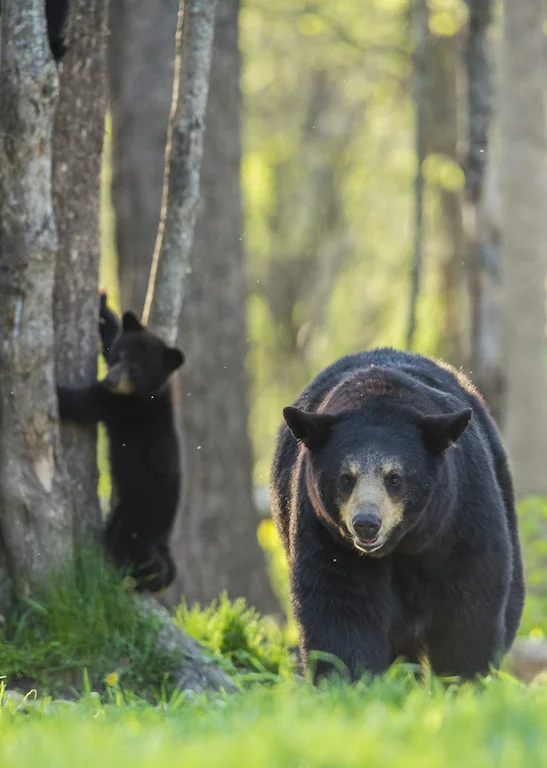 MOTHERS WITH CUBS CAN BE AGGRESSIVE AND DANGEROUS. REMEMBER THE RULES. IMAGE: ©SCOTT DERE