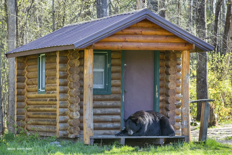 THE BEST TIME TO PHOTOGRAPH BLACK BEAR? EARLY MORNING AND EVENING. BEARS TEND TO REST MIDDAY. IMAGE: ©SCOTT DERE