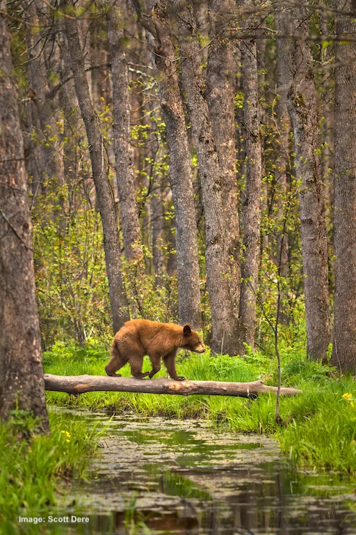 THE BEST TIME FOR A SHOT LIKE THIS IS EARLY MORNINGS AND LATE EVENINGS. IMAGE: ©SCOTT DERE