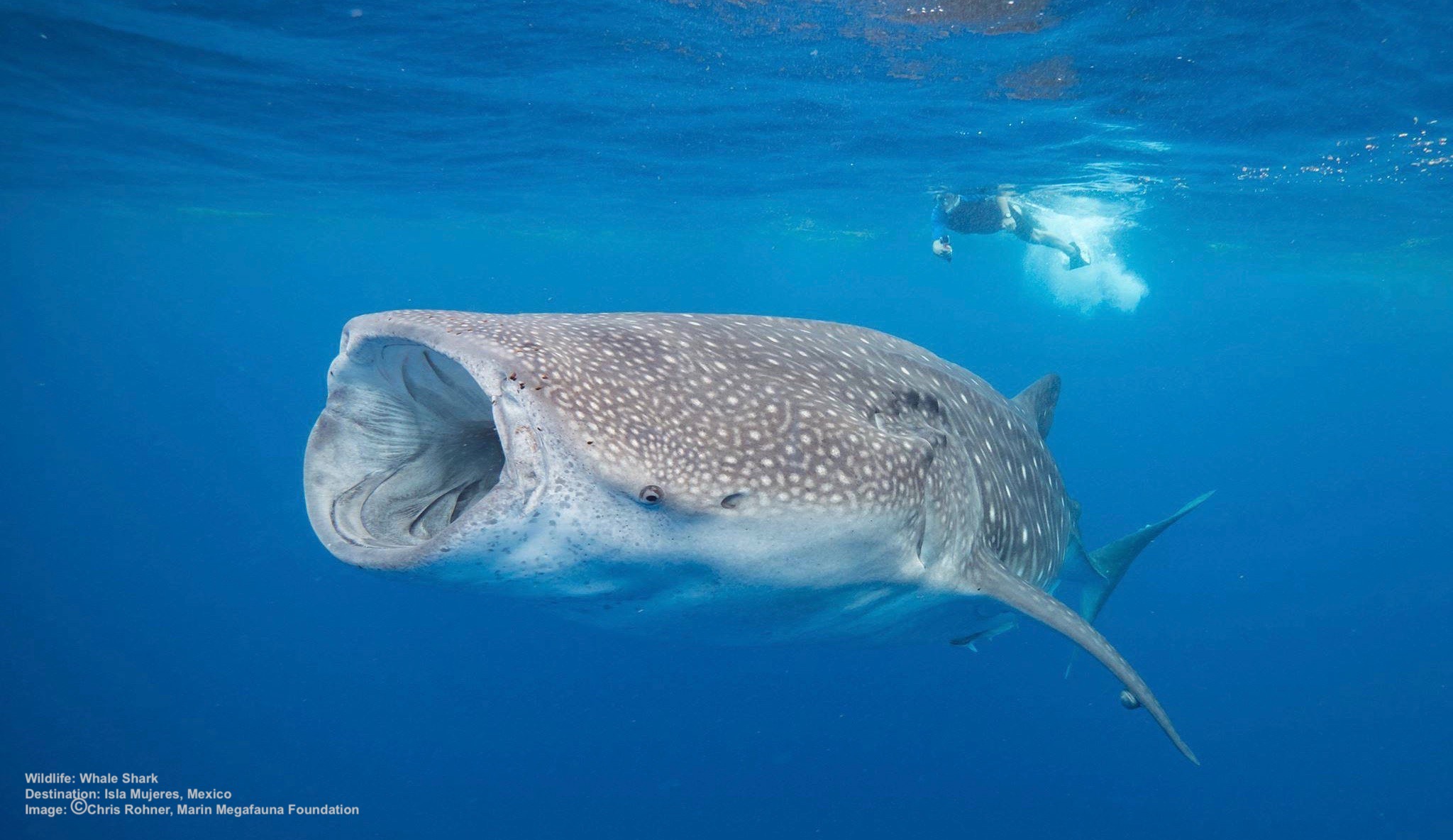 The Best Swim with Whale Sharks — Destination: Wildlife™