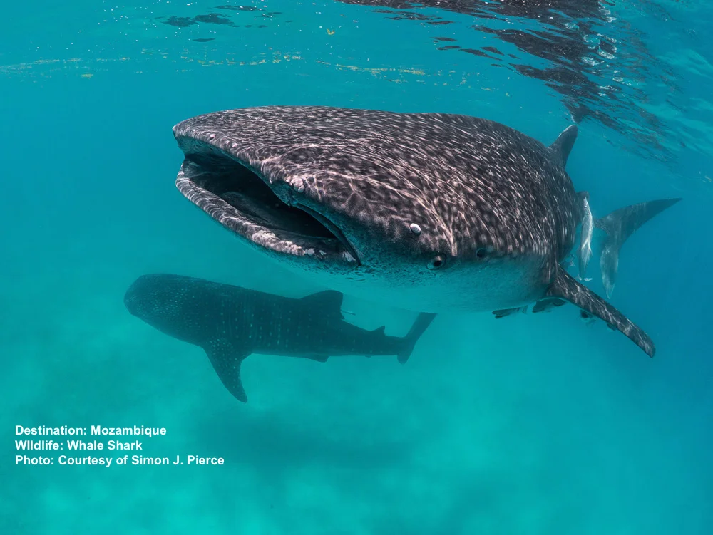 WHALE SHARK IN MADAGASCASR. IMAGE: DR. SIMON PIERCE, MMF