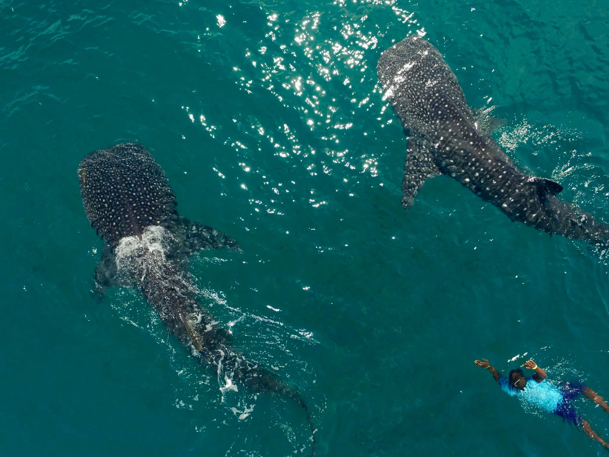 YUSSEF AND THE WHALE SHARKS. IMAGE: THANKS TO KITU KIBLU RESPONSIBLE MARINE ENCOUNTERS.