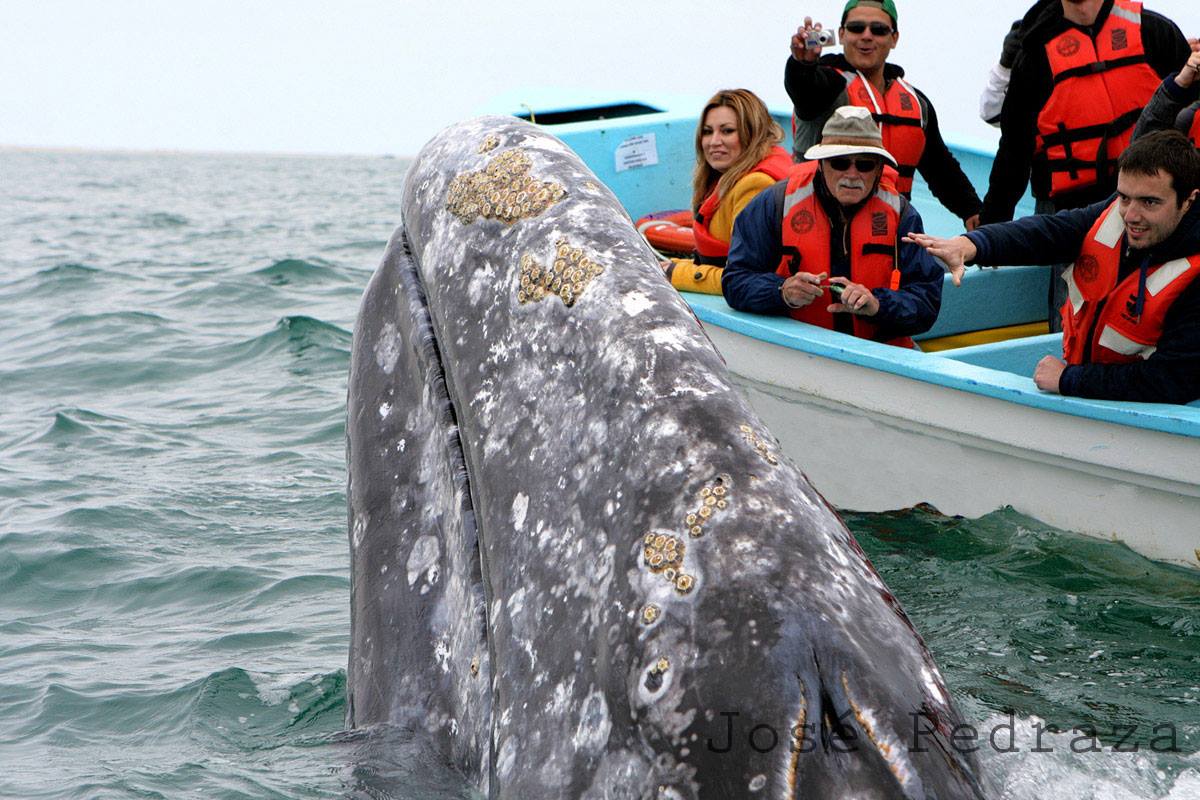 COMBINE WHALE SHARK SWIMMING WITH GREY WHALE WATCHING AND SEE TURTLE CONSERVATION IN LA PAZ. IMAGE: RED TRAVEL
