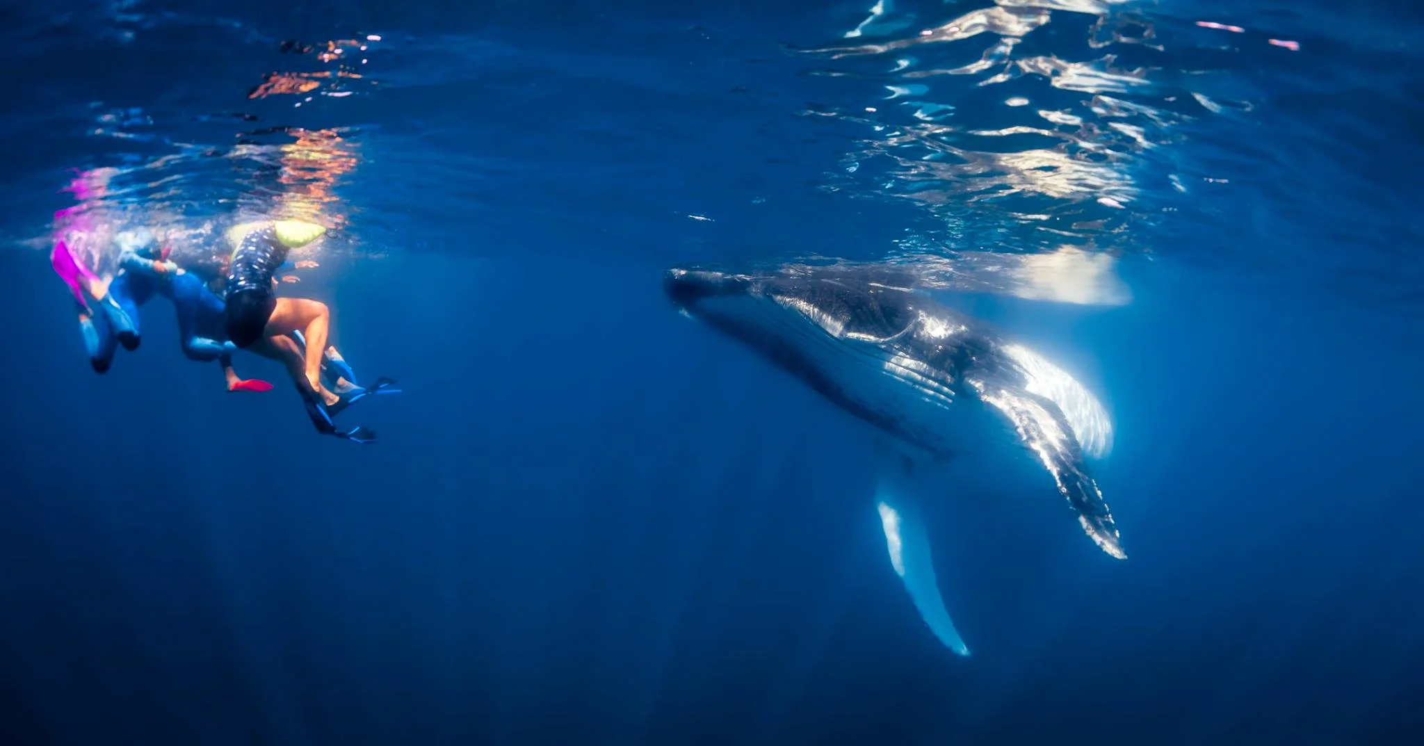 YES. YOU CAN SWIM WITH HUMPBACK WHALES HERE TOO. IMAGE: MICHAEL WIGRAM, VISIT NINGALOO FACEBOOK PAGE