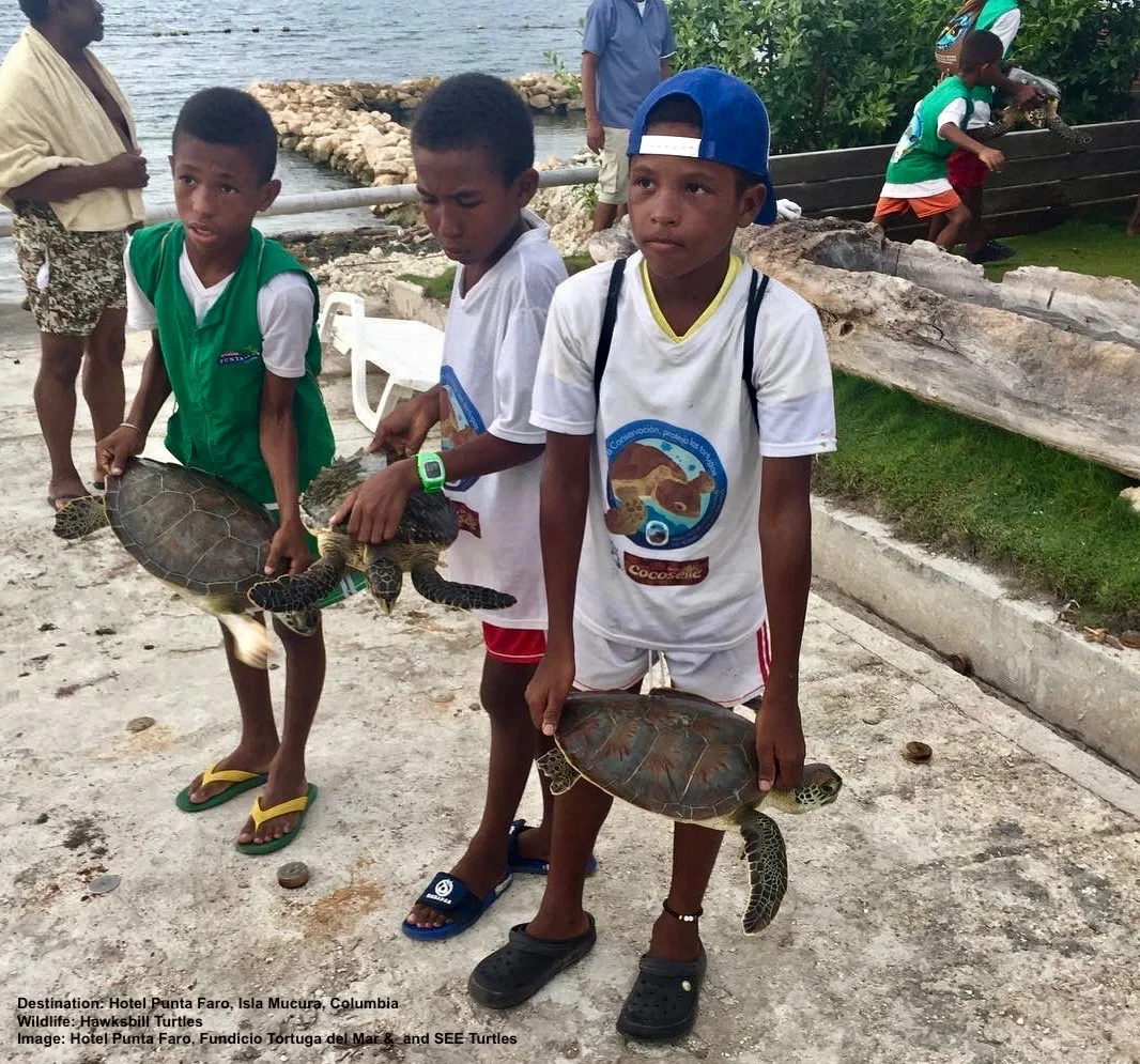 COMMUNITY INVOLVEMENT IS CRITICAL TO STOP POACHING. LOCAL KIDS ON ISLA MUCURA, COLUMBIA AT THE HOTEL PUNTA FARO (PAGINA OFICIAL) . THEY ARE PARTICIPATING IN A PROGRAM THAT EXCHANGES CHICKEN FOR SEA TURTLES CAUGHT BY FISHERMAN. THANKS TO THE HOTEL PUNTA FAR AND FUNDACIO TORTUGA DEL MAR