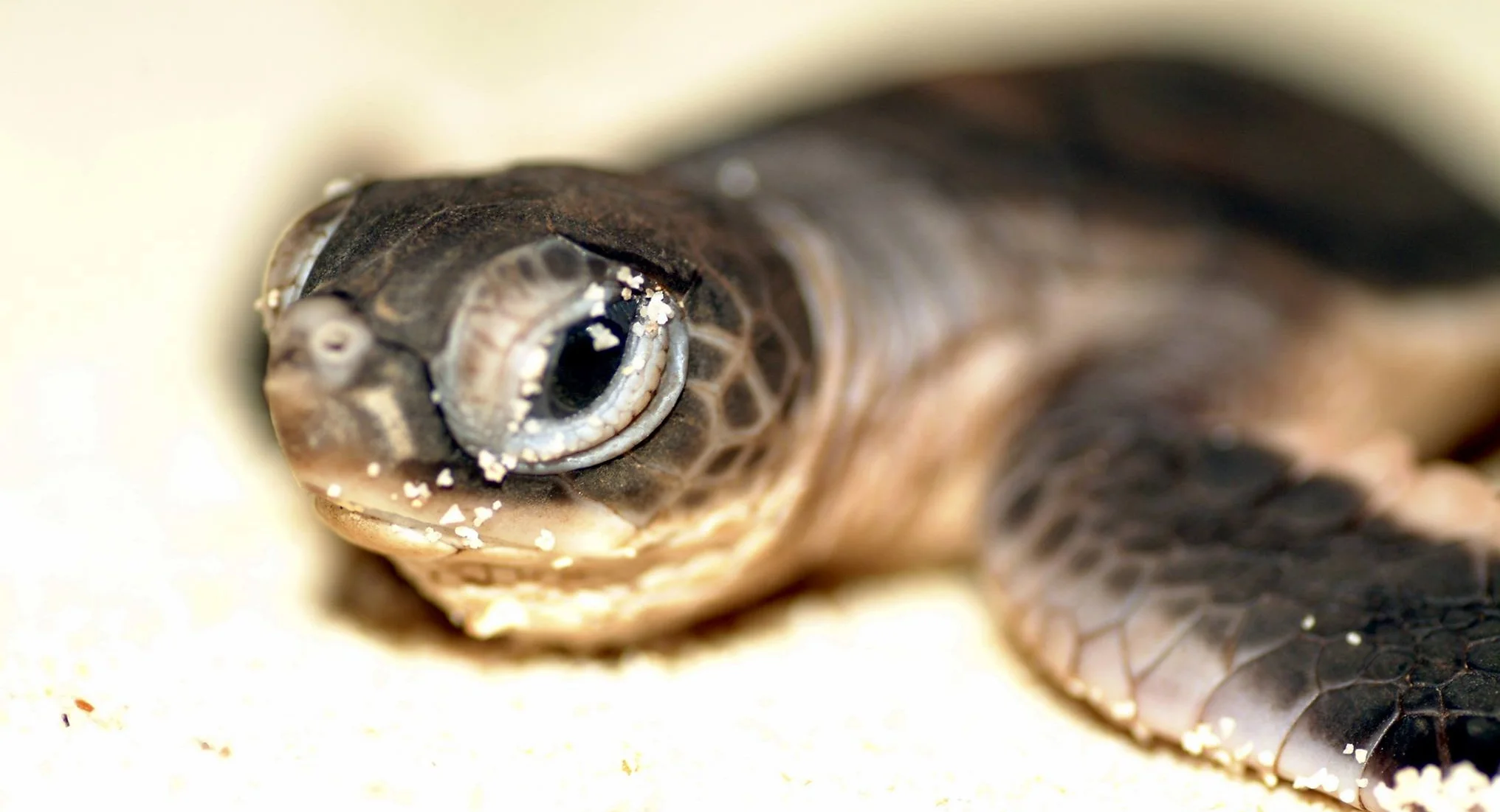 UP CLOSE TO A BABY SEA TURTLE. SEE TURTLES HAS BEEN INSTRUMENTAL IN HELPING TO GIVE 1.2 MILLION HATCHLINGS A CHANCE TO SURVIVE. IMAGE: DREAMSTIME.COM and SEE TURTLE FACEBOOK PAGE.