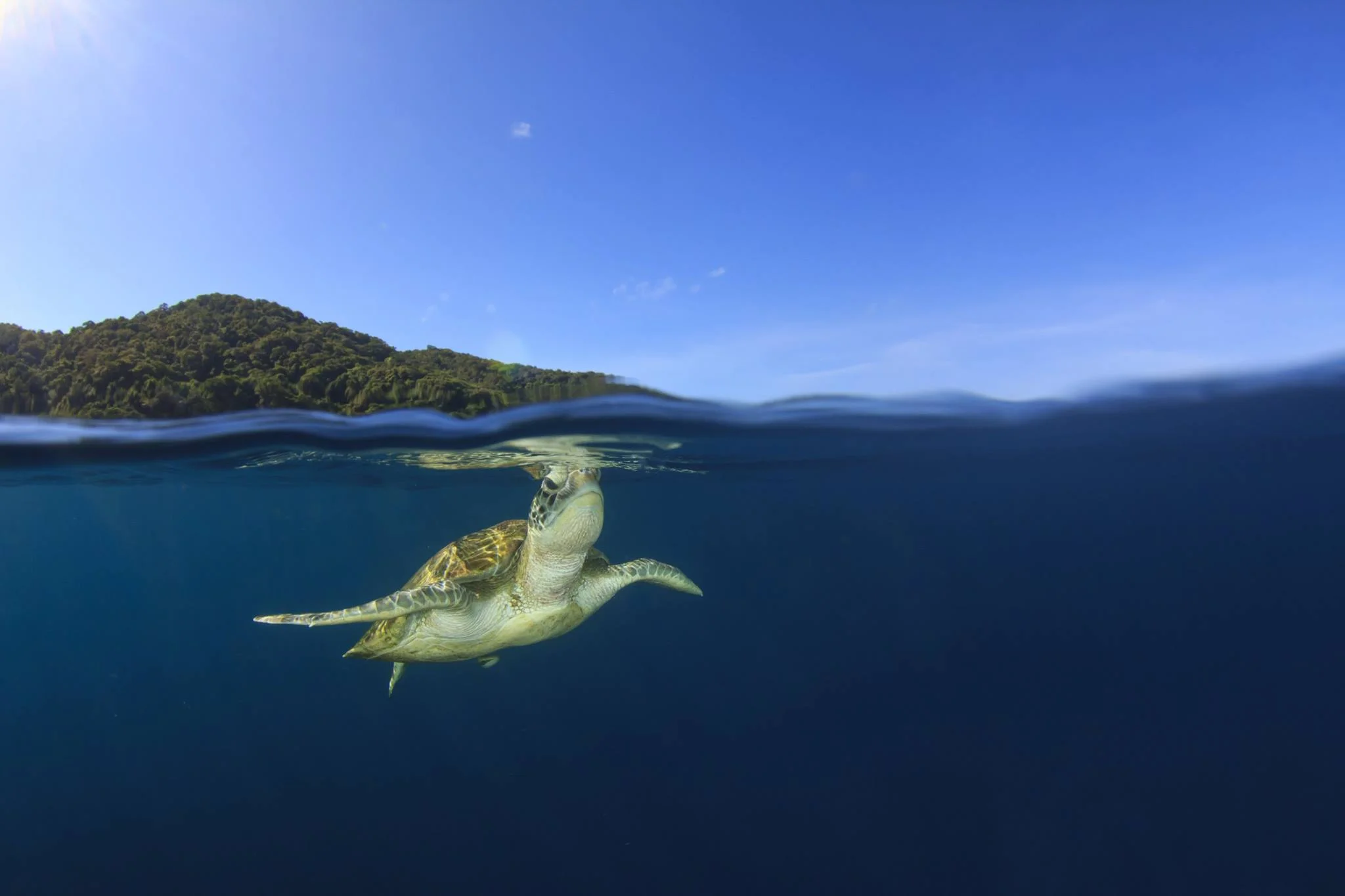 LET IT GO. DON'T BECOME ANOTHER CHALLENGE TO SEA TURTLE SURVIVAL. IMAGE: ©RICHARD CAREY