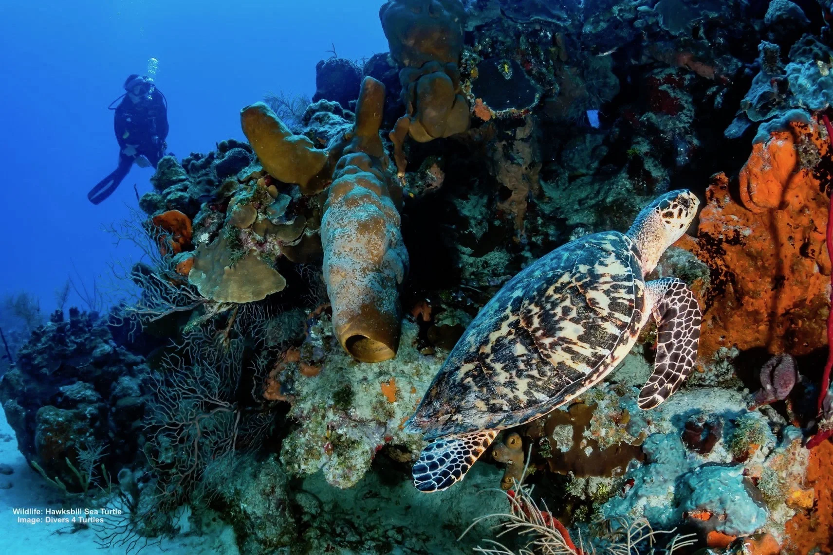 SEA TURTLES FACE MANY OBSTACLES, THE HAWKSBILL IS ESPECIALLY THREATENED BECAUSE OF ITS BEAUTIFUL SHELL USED FOR JEWELRY FOR THE TOURIST TRADE. IMAGE: ©WHITCOMBERD I DREAMSTIME.COM