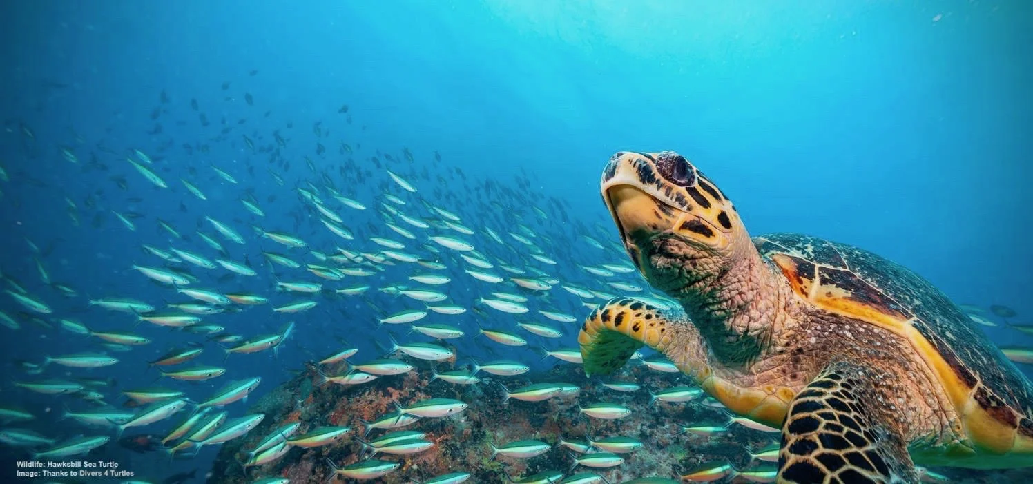 ONE OF THE BENEFITS OF WORKING WITH SEA TURTLES; THEY LIVE IN SOME OF THE MOST BEAUTIFUL PLACES ON THE PLANET. Image: SEETURTLES FACEBOOK PAGE