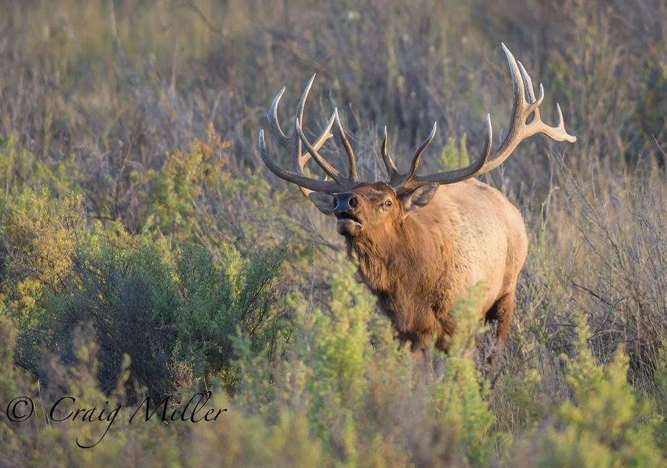 SO ZEALOUS ARE THE BULL ELK TO FIND FEMALES AND ESTABLISH A HAREM THAT BUGLE CALLS SEEM TO BURST FROM THEIR THROATS. LISTENING AND WITNESSING THE YEARLY ELK RUT IS A NOT-TO-BE-MISSED WILDLIFE EXPERIENCE. IMAGE: ©Craig Miller for the Charles M. Russel Wildlife Refuge Complex