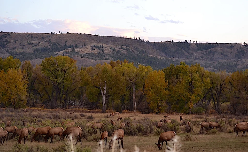 AT DUSK, FROM DOZENS UPWARDS TO MANY HUNDREDS OF FEMALE ELK AND THEIR CALVES EMERGE FILLING THE OPEN SPACE BETWEEN THE TREE LINE AND THE ROAD AT SLIPPERY ANN. THE AMOROUS BULLS FOLLOW CLOSE BEHIND. IMAGE: COURTESY OF ©MONTANA'S MISSOURI RIVER COUNTRY