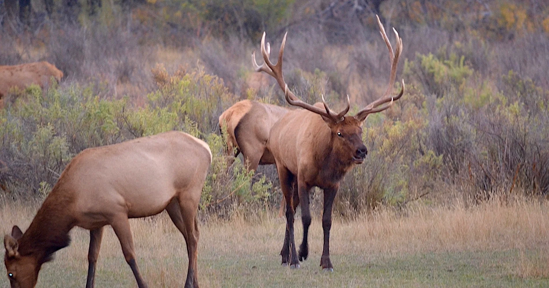 DON'T MISS THE OPPORTUNITY TO WITNESS THE ROCKY MOUNTAIN ELK BUGLING AND RUT AT THE SLIPPERY ANN ELK VIEWING AREA AT CHARLES M. RUSSELL NATONAL WILDLIFE REFUGE IN MONTANA'S MISSOURI RIVER COUNTRY. IMAGE: COURTESY OF ©MONTANA'S MISSOURI RIVER COUNTRY.