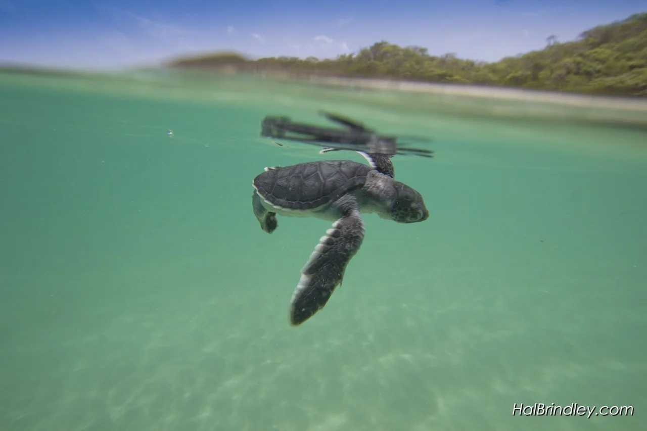 SEA TURTLE HATCHLINGS, LIKE THIS BABY HAWKSBILL, ARE HOT WIRED TO HEAD TO THE SEA, BUT LIGHT ON THE BEACH CAN SPELL DISASTER. IMAGE: ©HAl Brindley