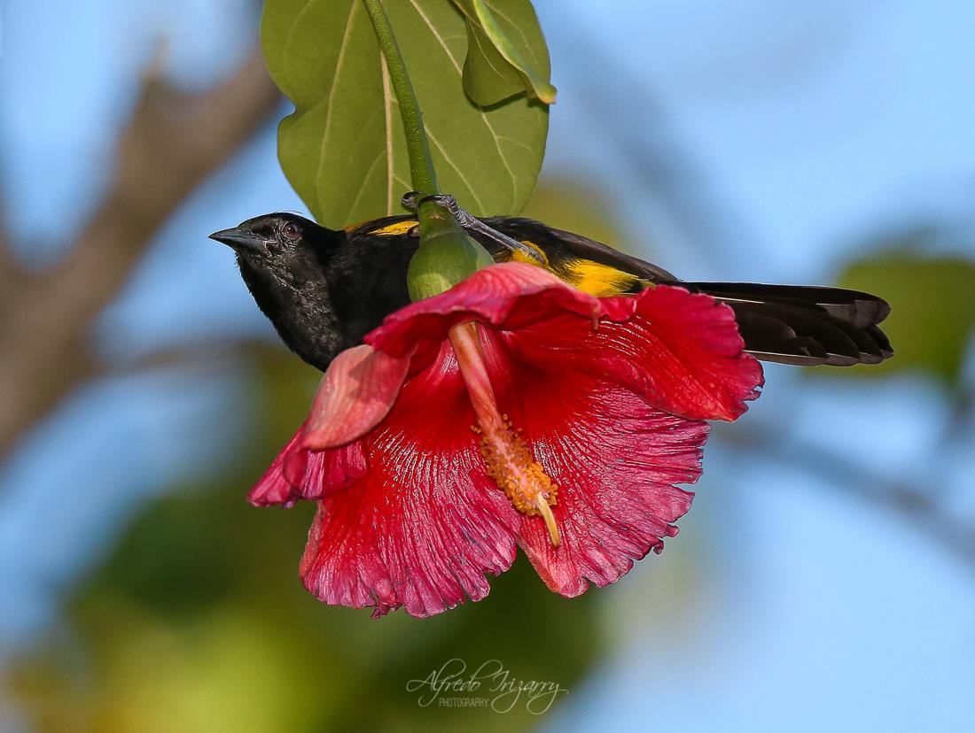 Puerto Rican Bullfinch. Image: Alfredo Irizzary Thanks to Aves de Puerto Rico