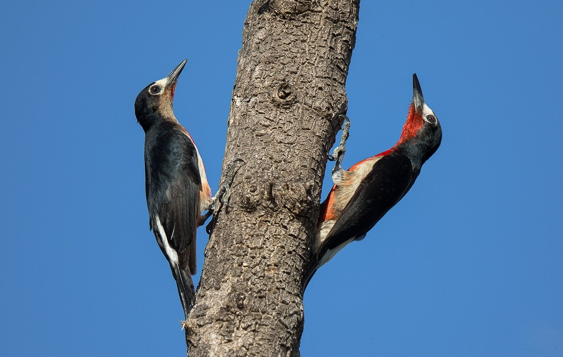 Puerto Rican Woodpeckers. Image Alfredo Irizzary. Thanks to Aves de Puerto Rico 