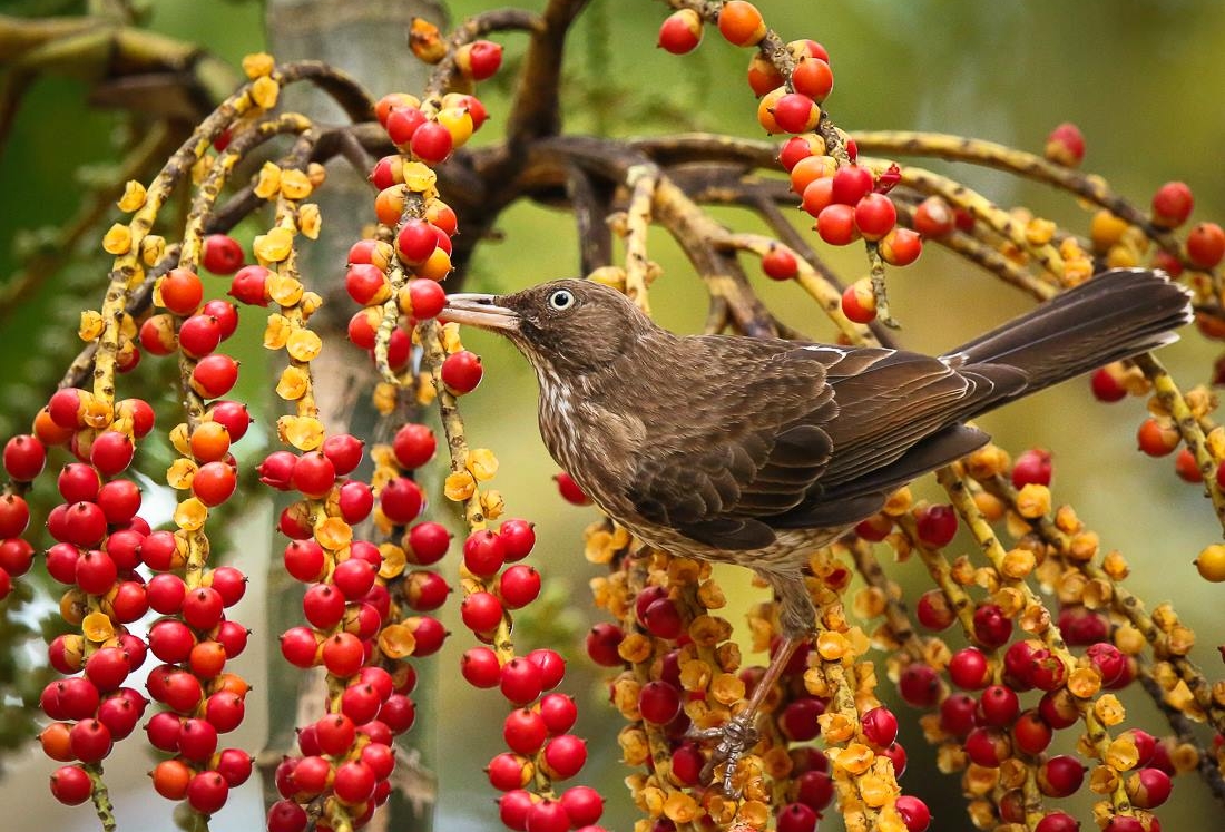 Pearly-eyed Thrasher. Image Alfredo Irizzary thanks to Aves de Puerto Rico