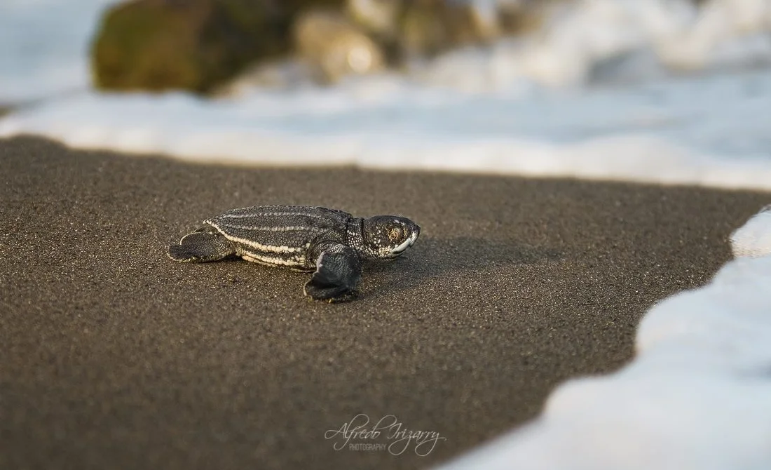 The shore of this 13-MILE ecological Corridor is a nesting site for the endangered Leatherback Turtle (Dermochelys coriacea) . In April or early May, a one-day Tinglar Festival is held in the town of Luquillo to welcome the turtles. IMAGE: ©ALFREDO IRIZARRY