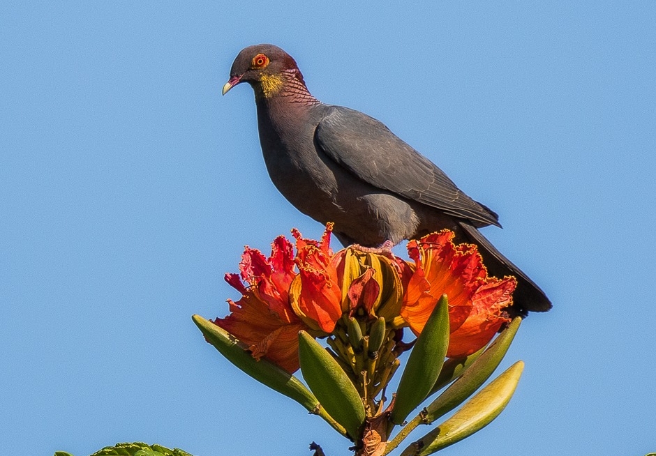Scaly-Naped Pigeon. Image: Alfred Irizzary Thanks to Aves de Puerto Rico 