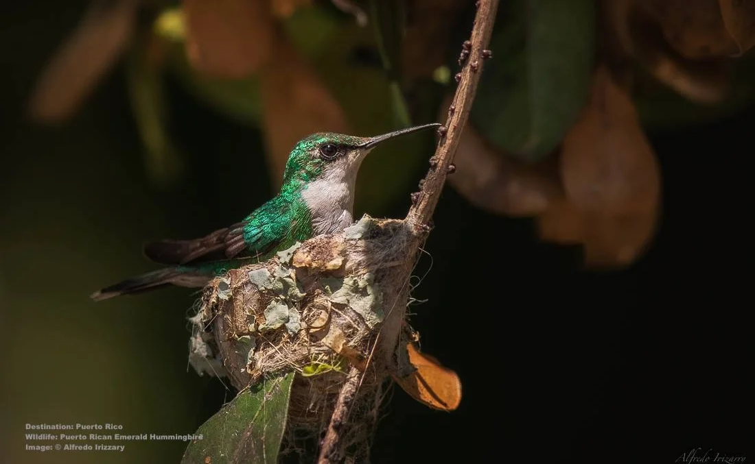 AT CABO ROJO WILDLIFE REFUGE YOU MAY ALSO SEE THE ENDEMIC PUERTO RICAN EMERALD OR Zumbadorcito de Puerto Rico, (Chlorostilbon maugaeus). IMAGE COURTESY OF ©ALFREDO IRIZZARY, PHOTOGRAPHY