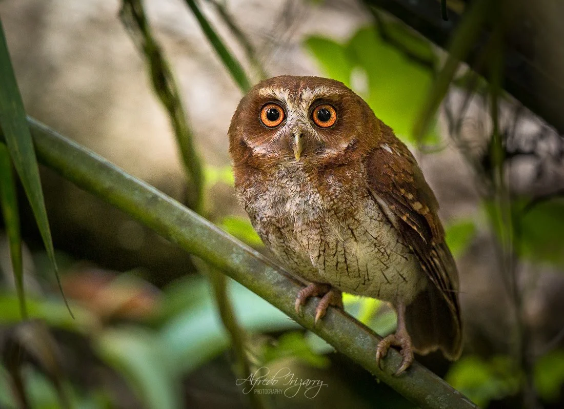 PuertoRicanScreechOwl-MucaroComun-AlfredoIrizzary-WildlifePhotography.jpg