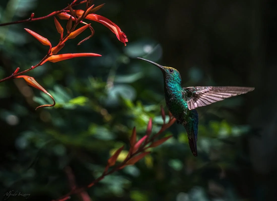 THE FORESTS AND GARDENS OF PUERTO RICO IS FILLED WITH FLYING, FLITTING NATIVE JEWELS, THE PUERTO RICAN MANGO IS ONE. IMAGE: COURTESY OF ©ALFREDO IRIZZARY, PHOTOGRAPHY