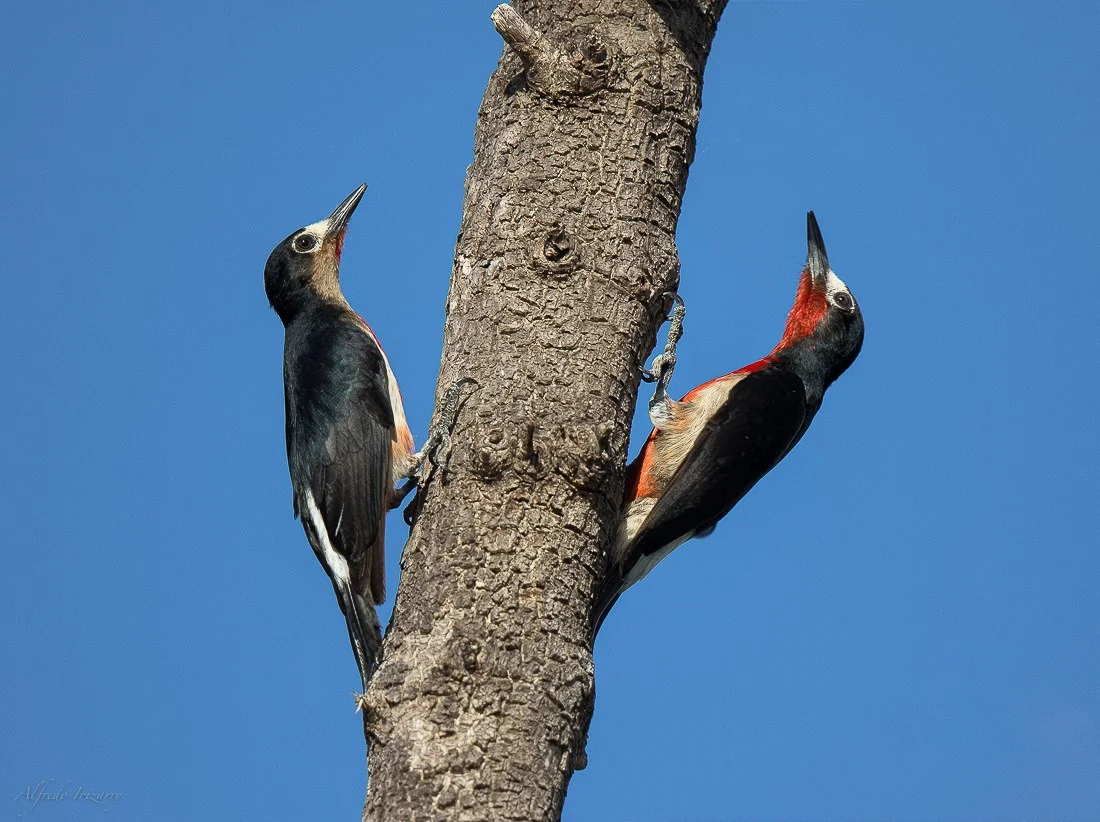 PuertoRocoWoodpecker-AlfredoIrizzary.jpg