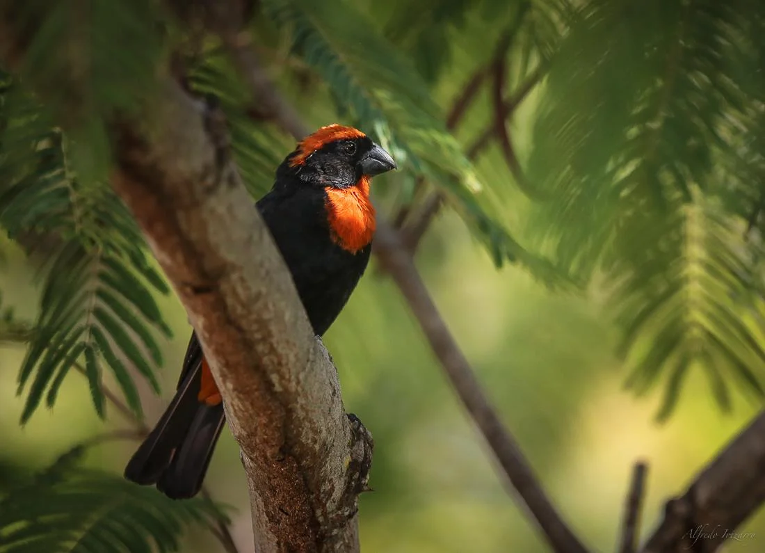 puerto rican bullfinch is one of the endemic species that can be found at bosque estatal de rio abajo, the rio abajo state forest. image: ©alfredo irizzary, photography