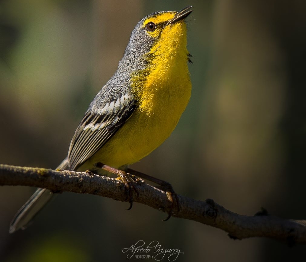 Adelaide's Warbler