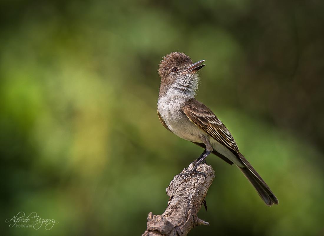 Puerto Rican Fly Catcher