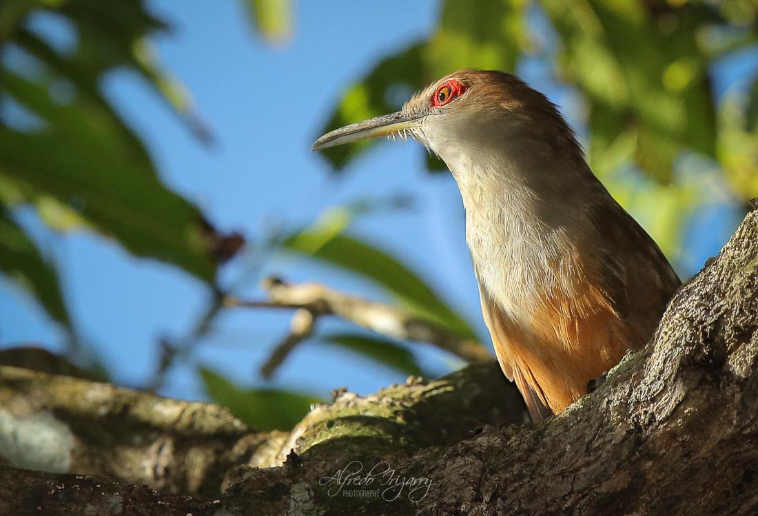 Puerto Rican Lizard Cuckoo