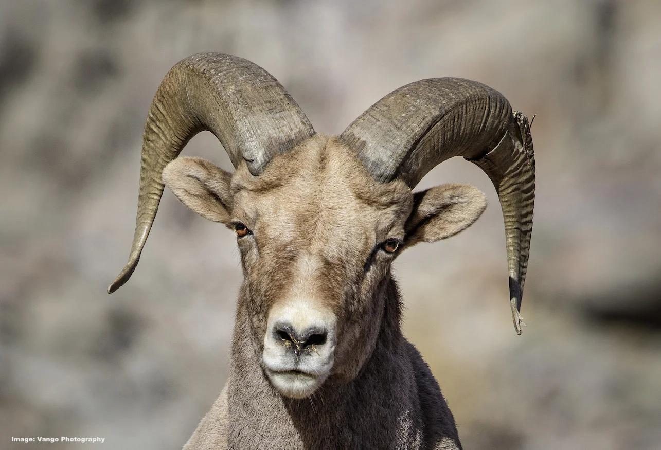 ROCKY MOUNTAIN BIGHORN SHEEP AWEIGH UP TO 340 LBS (154KG) . BOTH MALES AND FEMALES HAVE HORNS. IMAGE: ©Jorn Vangoidtsenhoven, VANGO PHOTOS.